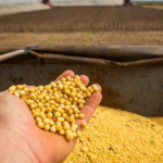 Tocantins registra aumento na produção de soja