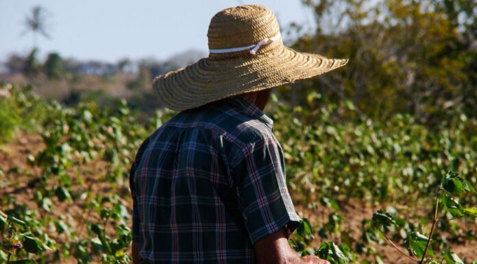 Transição agroecológica traz benefícios econômicos para agricultores do Ceará Saulo Coelho - Produtores familiares diversificam a produção de forma sustentável
