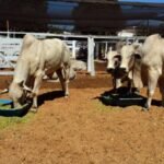 Como diminuir acidentes com o gado em exposições pecuárias?