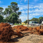 Fundação Municipal de Meio Ambiente multa empresa por corte indevido de árvores