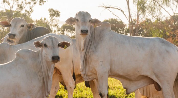 Governo do Tocantins recebe auditoria da missão do México com vistas à exportação de carnes bovinas