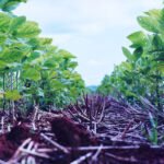 Integração lavoura-pecuária acumula carbono no solo a taxas três vezes maiores do que sucessão de culturas de grãos Francisco Lins - Os resultados dos experimentos mostram que os maiores valores de carbono acumulado foram para os sistemas em ILP, em plantio direto. Na foto acima, soja em plantio direto