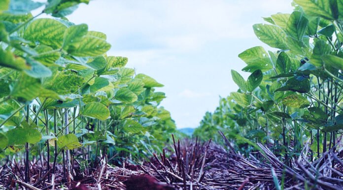 Integração lavoura-pecuária acumula carbono no solo a taxas três vezes maiores do que sucessão de culturas de grãos Francisco Lins - Os resultados dos experimentos mostram que os maiores valores de carbono acumulado foram para os sistemas em ILP, em plantio direto. Na foto acima, soja em plantio direto