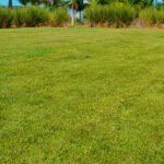 Paulo Augusto Xavier - Aruaí, Curica e Tuim, novas gramas, exigem menor gasto de manutenção, relativo à poda, quando comparado às braquiárias