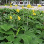 Prefeitura de Rio Branco (AC) - Amendoim forrageiro ornamental está sendo plantado em praças e rotatórias de Rio Branco (AC)