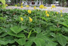 Prefeitura de Rio Branco (AC) - Amendoim forrageiro ornamental está sendo plantado em praças e rotatórias de Rio Branco (AC)
