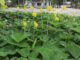 Prefeitura de Rio Branco (AC) - Amendoim forrageiro ornamental está sendo plantado em praças e rotatórias de Rio Branco (AC)