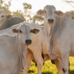 Tocantins recebe auditoria da missão do México com vistas à exportação de carnes bovinas