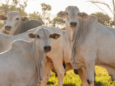 Tocantins recebe auditoria da missão do México com vistas à exportação de carnes bovinas