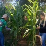 Alunos de escola pública de Palmas colhem milho plantado em áreas vazias do colégio