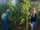 Alunos de escola pública de Palmas colhem milho plantado em áreas vazias do colégio
