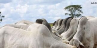 Boi/Cepea: Valores do boi para abate, e do bezerro, continuam em queda