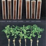 Ciência identifica bacilos capazes de aumentar o crescimento do tomateiro