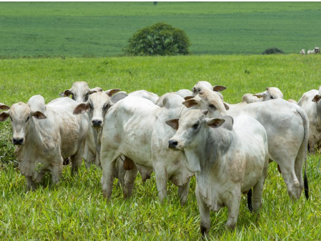 Febre Aftosa: 73 milhões de bovinos e bubalinos devem ser vacinados na primeira etapa da campanha