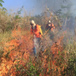 IBAMA oferece mais de 150 vagas para brigadistas em comunidades indígenas e quilombolas