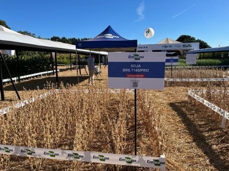 Nova variedade de soja lançada pela Embrapa apresenta resistência a nematoides-das-galhas