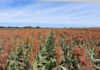 Priorizi Sementes - Testadas em várias regiões brasileiras, as novas cultivares de milho e sorgo têm em comum o elevado potencial produtivo dentro das suas categorias