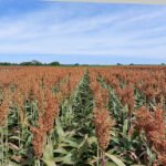 Priorizi Sementes - Testadas em várias regiões brasileiras, as novas cultivares de milho e sorgo têm em comum o elevado potencial produtivo dentro das suas categorias
