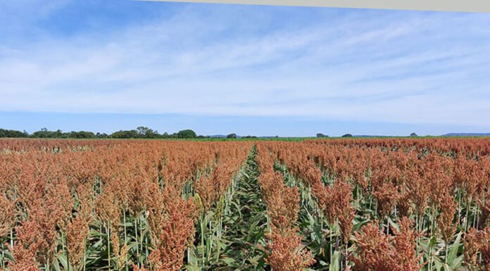 Priorizi Sementes - Testadas em várias regiões brasileiras, as novas cultivares de milho e sorgo têm em comum o elevado potencial produtivo dentro das suas categorias