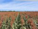 Priorizi Sementes - Testadas em várias regiões brasileiras, as novas cultivares de milho e sorgo têm em comum o elevado potencial produtivo dentro das suas categorias