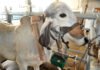 Embrapa Gado de Leite - Estudos recentes mostram que, entre 2000 e 2020, bovinos Girolando emitiram 39% menos de metano por quilograma de leite