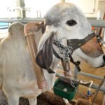 Embrapa Gado de Leite - Estudos recentes mostram que, entre 2000 e 2020, bovinos Girolando emitiram 39% menos de metano por quilograma de leite