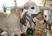 Embrapa Gado de Leite - Estudos recentes mostram que, entre 2000 e 2020, bovinos Girolando emitiram 39% menos de metano por quilograma de leite