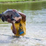 Jefferson Christofoletti - Os pesquisadores ressaltam o enorme potencial do Brasil na criação de tambaquis em tanques-rede