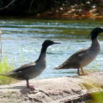 Tocantins inicia ações do programa de monitoramento do pato-mergulhão na região do Jalapão