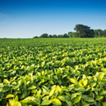 Valor Bruto da Produção Agropecuária de 2023 é estimado em R$ 1,216 trilhão