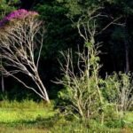 Brasil estoca no solo o equivalente a 70 anos de emissões de CO2