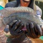 Jefferson Christofoletti - A dieta contendo a planta Artemisia annua para a tilápia do Nilo (Oreochromis niloticus) modificou a microbiota intestinal dos peixes e melhorou a sua imunidade.