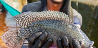 Jefferson Christofoletti - A dieta contendo a planta Artemisia annua para a tilápia do Nilo (Oreochromis niloticus) modificou a microbiota intestinal dos peixes e melhorou a sua imunidade.