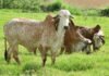 Rubens Neiva - Com o inventário, o setor da pecuária de leite do Brasil passa a ter uma base de informações que possibilita mensurar impactos da atividade no meio ambiente