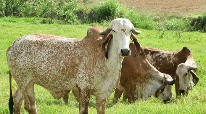 Inventário mede o impacto ambiental da cadeia leiteira brasileira Rubens Neiva - Com o inventário, o setor da pecuária de leite do Brasil passa a ter uma base de informações que possibilita mensurar impactos da atividade no meio ambiente