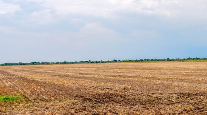 Medida de controle da ferrugem asiática, vazio sanitário da soja começa dia 1° de julho