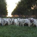 Novo método de avaliação registra alto índice de sustentabilidade em sistemas de integração - Sistemas que integram lavoura, pecuária e floresta são mais sustentáveis, comprova modelo