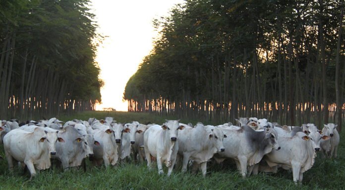  - Sistemas que integram lavoura, pecuária e floresta são mais sustentáveis, comprova modelo