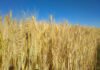 José Henrique Chagas - Os cientistas observaram que durante o ciclo produtivo, o trigo absorveu dióxido de carbono, neutralizando as emissões dos períodos de pousio