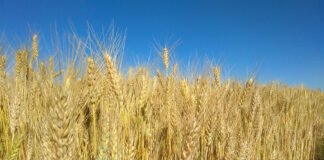 José Henrique Chagas - Os cientistas observaram que durante o ciclo produtivo, o trigo absorveu dióxido de carbono, neutralizando as emissões dos períodos de pousio