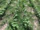 Julio Bogiani - Com a plataforma, gratuita, produtores podem planejar estratégias de controle de plantas daninhas