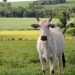 Preço da arroba do boi gordo volta a subir