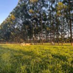 Gisele Rosso - A forragem na integração pecuária-floresta (IPF) apresentou teor elevado de proteína bruta quando comparado a um modelo pecuário tradicional