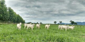 Secretaria da Agricultura e parceiros abrem inscrições para a Rota da Pecuária no Tocantins