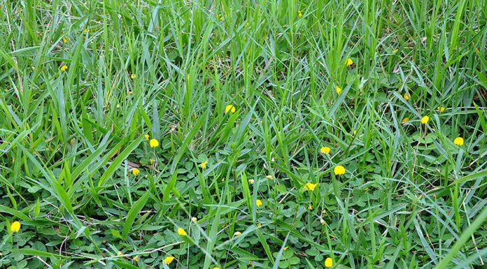 Carlos Maurício Soares de Andrade - Pasto biodiverso na Fazenda Guaxupé (Rio Branco, AC)