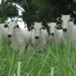 Tocantins recebe a Rota da Pecuária para explorar sistemas de criação bovina