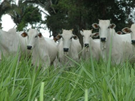 Tocantins recebe a Rota da Pecuária para explorar sistemas de criação bovina