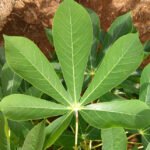 Eliane de Pedri - Diversidade mantida pelos agricultores pode ajudar programas de melhoramento genético