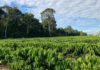Carlos Ronquim - Estudos de inventário e de estoques de carbono no solo e na fitomassa de cafeeiros em Rondônia conferem uma oportunidade estratégica para o setor