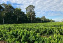 Carlos Ronquim - Estudos de inventário e de estoques de carbono no solo e na fitomassa de cafeeiros em Rondônia conferem uma oportunidade estratégica para o setor